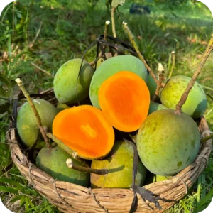 গোবিন্দভোগ আম ১0 কেজি - Gobindovog Mango 10 Kg